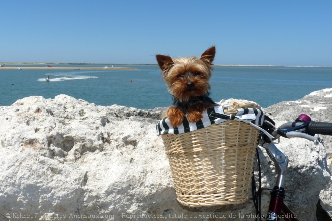 Photo de Yorkshire terrier