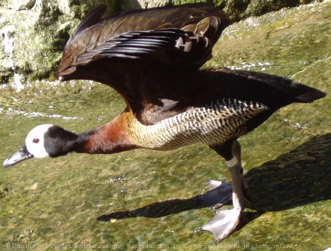 Photo de Canard dendrocygne