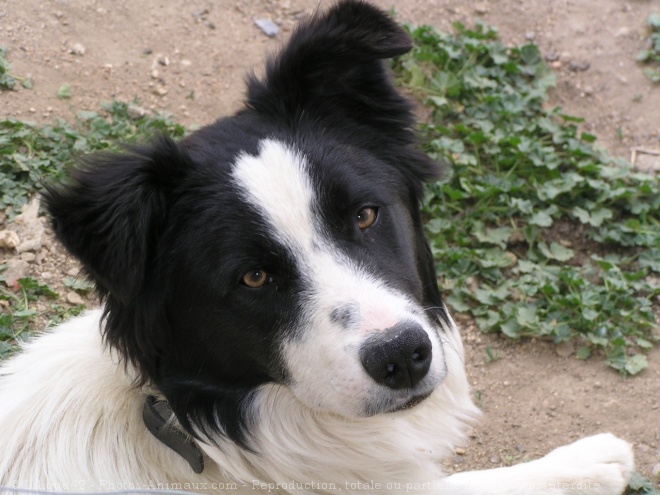 Photo de Border collie