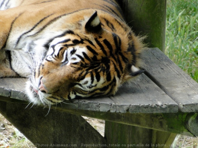 Photo de Tigre