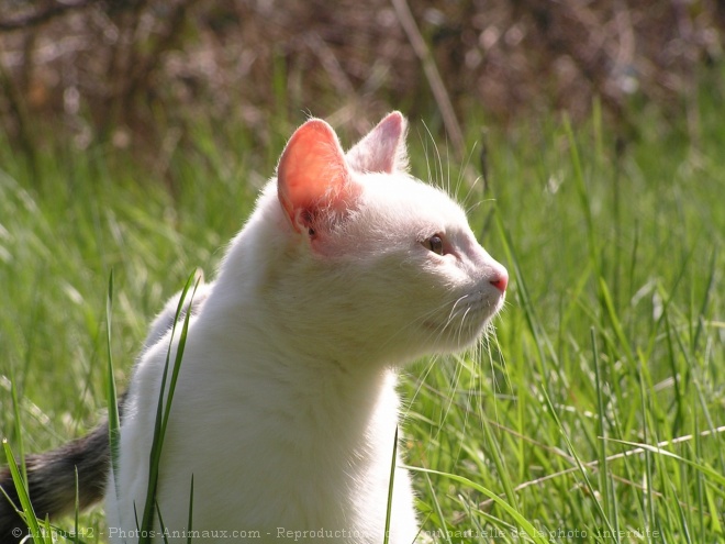 Photo de Chat domestique