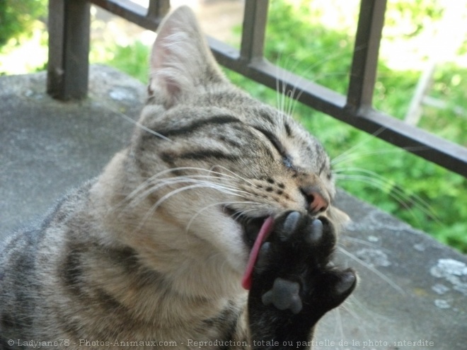 Photo de Chat domestique