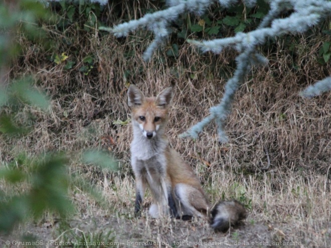 Photo de Renard