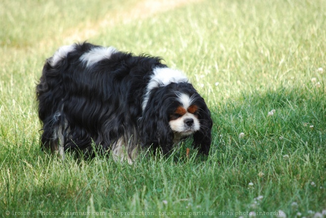 Photo de Cavalier king charles spaniel