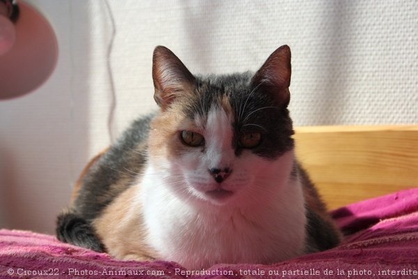 Photo de Chat domestique