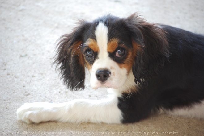 Photo de Cavalier king charles spaniel