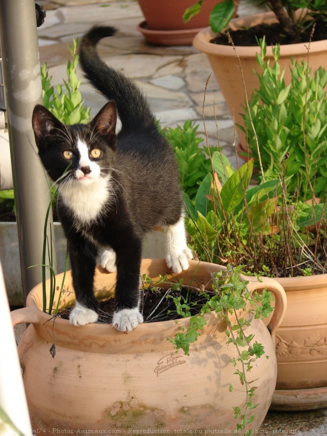 Photo de Chat domestique