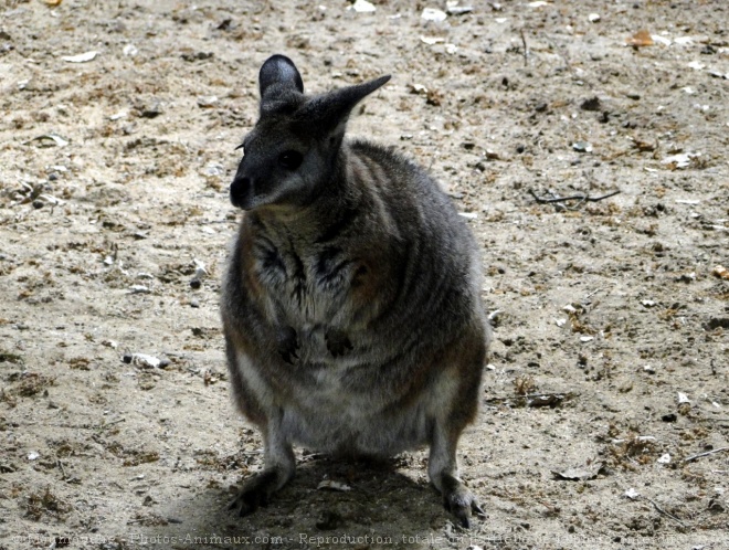 Photo de Wallaby