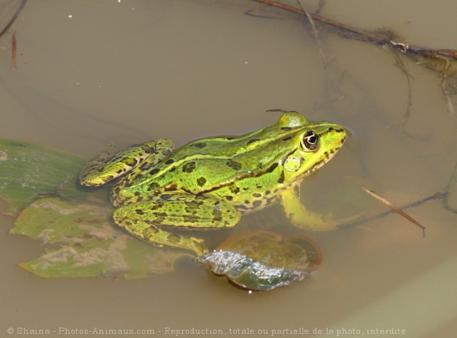 Photo de Grenouille verte commune