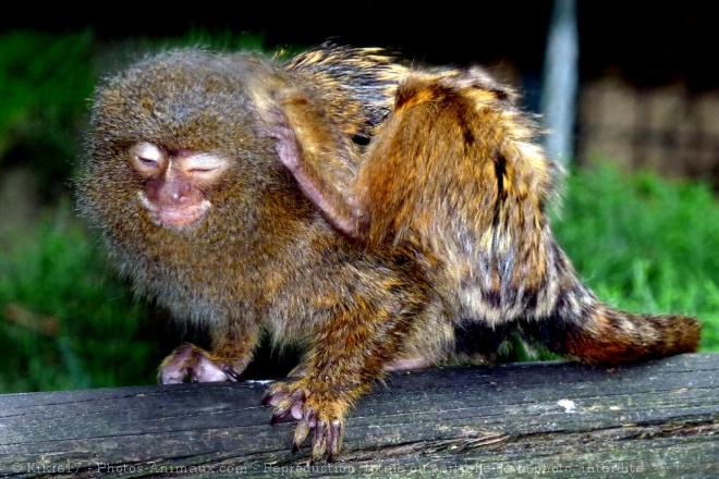 Photo de Singe - ouistiti pygme