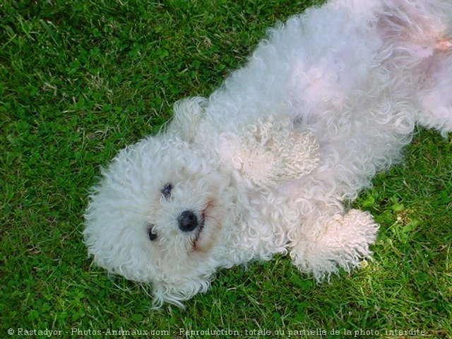 Photo de Bichon  poil fris