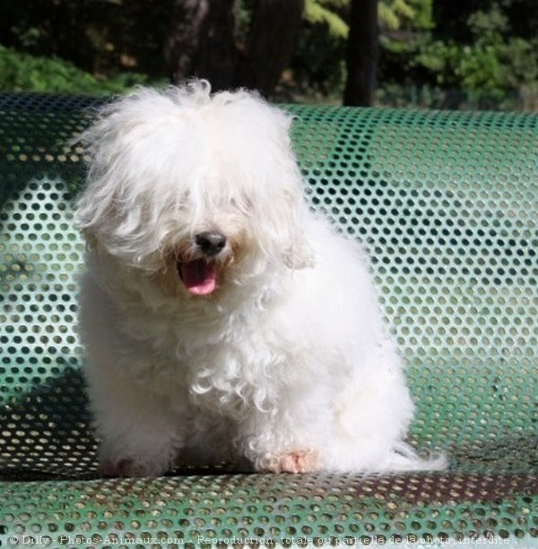 Photo de Coton de tulear