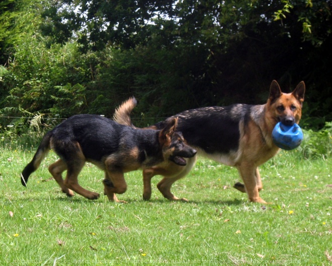 Photo de Berger allemand  poil court