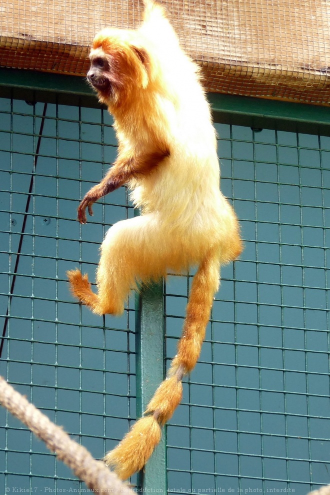 Photo de Singe - tamarin lion dor