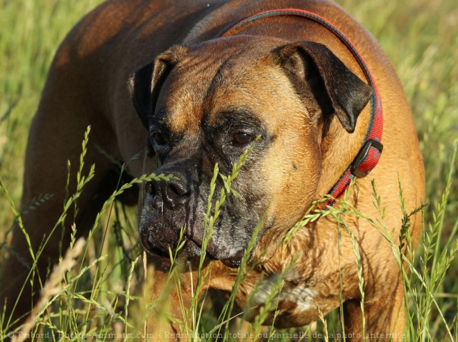 Photo de Boxer