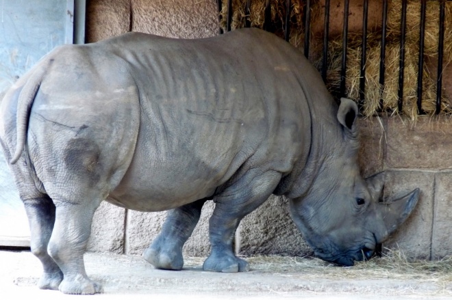 Photo de Rhinocros