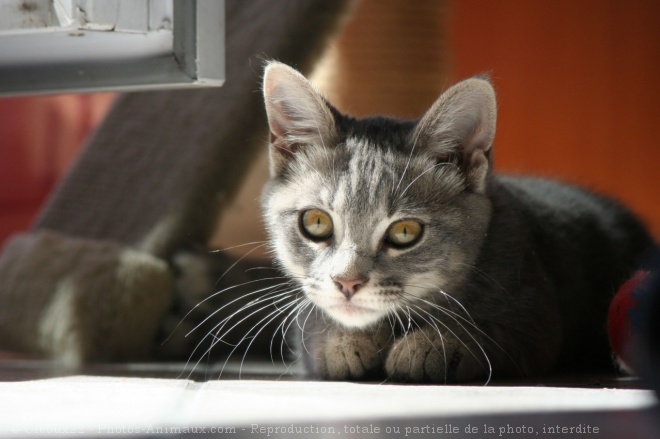 Photo de Chat domestique