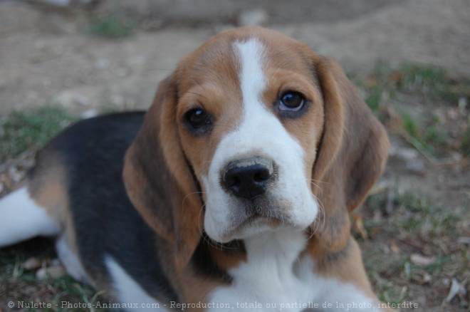 Photo de Beagle