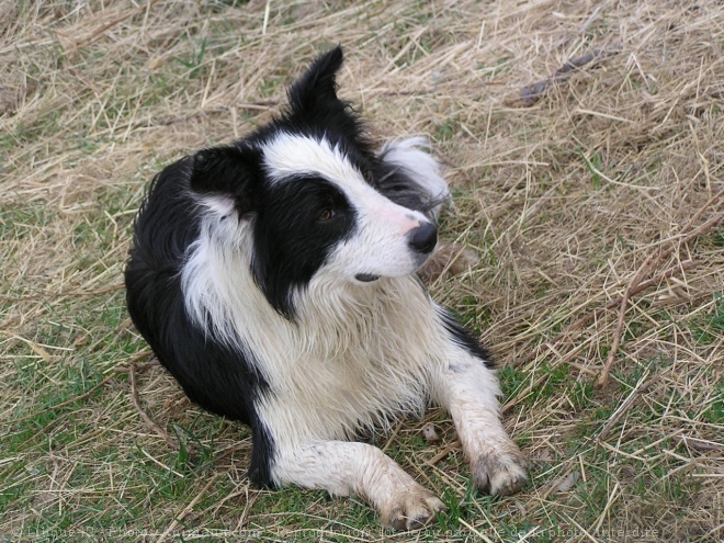 Photo de Border collie