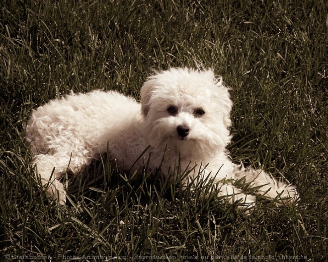 Photo de Caniche moyen