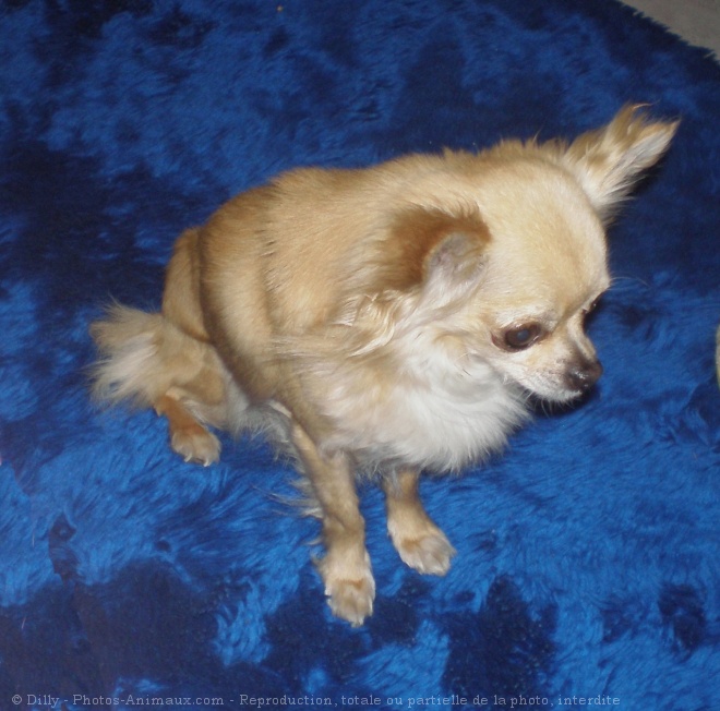 Photo de Chihuahua  poil long