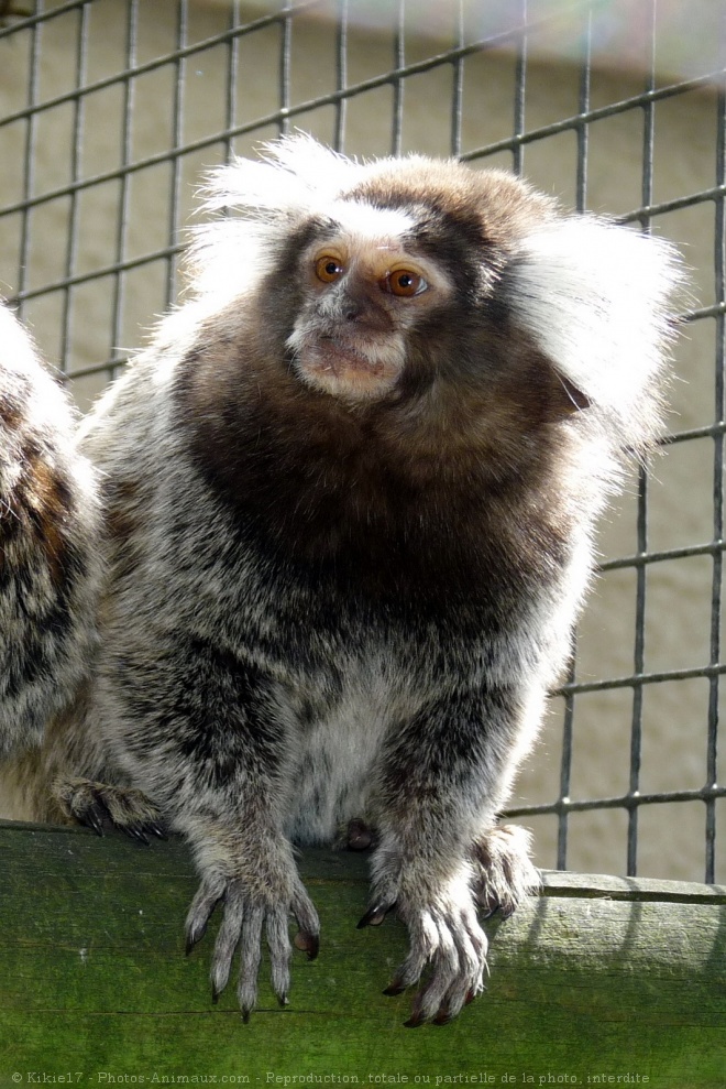 Photo de Singe - ouistiti  toupet blanc