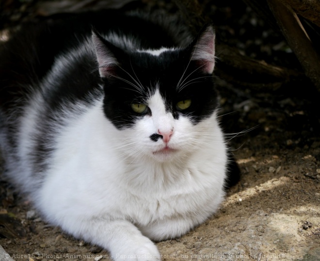 Photo de Chat domestique