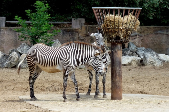 Photo de Zebre