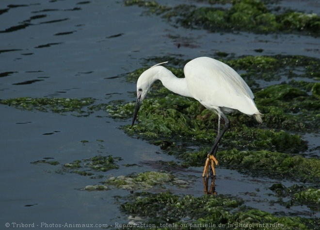 Photo d'Aigrette