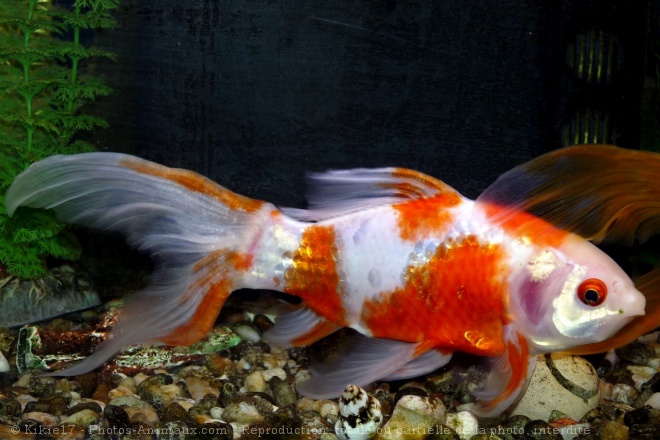 Photo de Poissons rouges