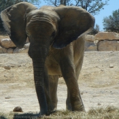 Photo d'Elphant d'afrique