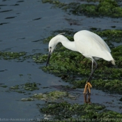 Photo d'Aigrette