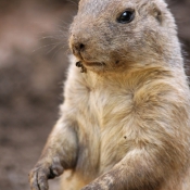 Photo de Chien de prairie