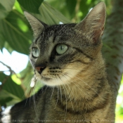 Photo de Chat domestique