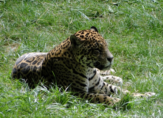 Photo de Jaguar