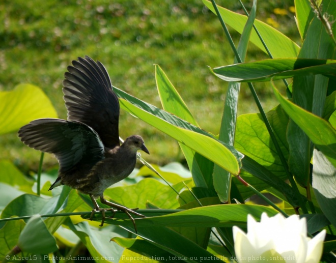 Photo de Poule d'eau