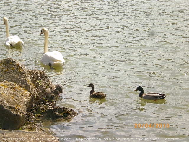 Photo de Cygne