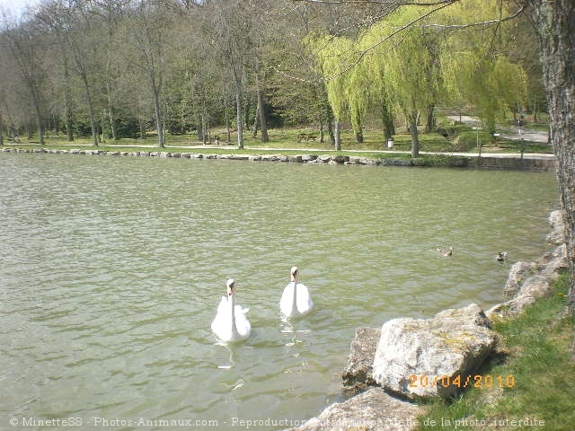 Photo de Cygne