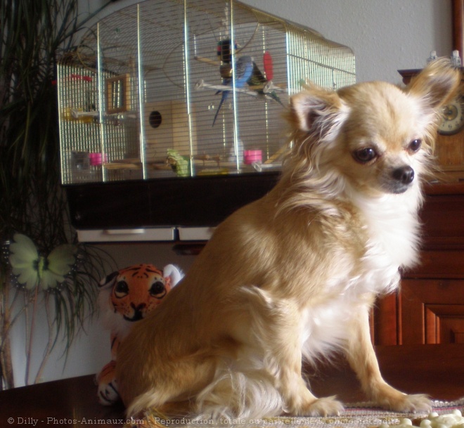 Photo de Chihuahua  poil long