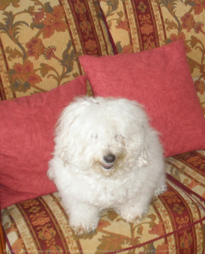 Photo de Coton de tulear