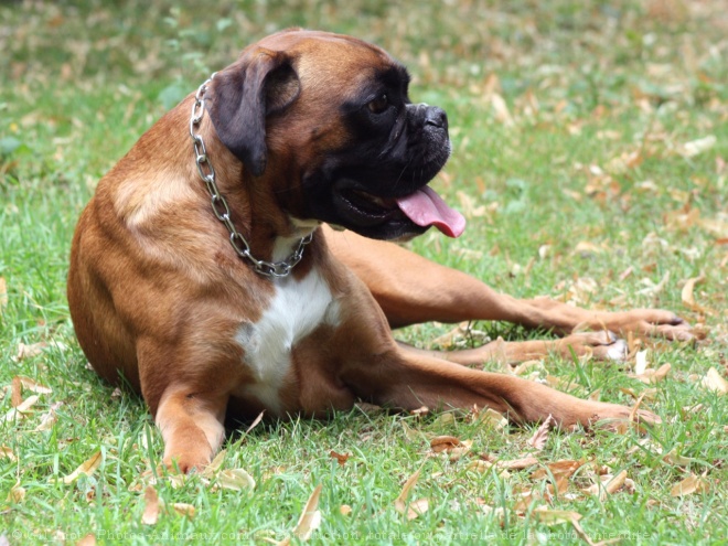 Photo de Boxer