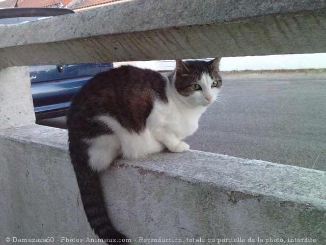 Photo de Chat domestique