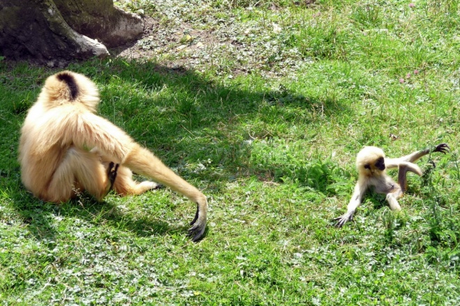 Photo de Singe - gibbon