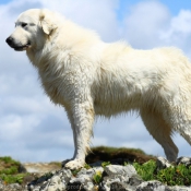 Fond d'cran avec photo de Chien de montagne des pyrnes