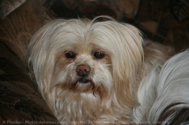 Photo de Lhassa apso