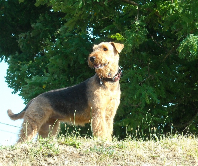 Photo d'Airedale terrier