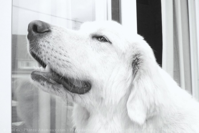 Photo de Chien de montagne des pyrnes