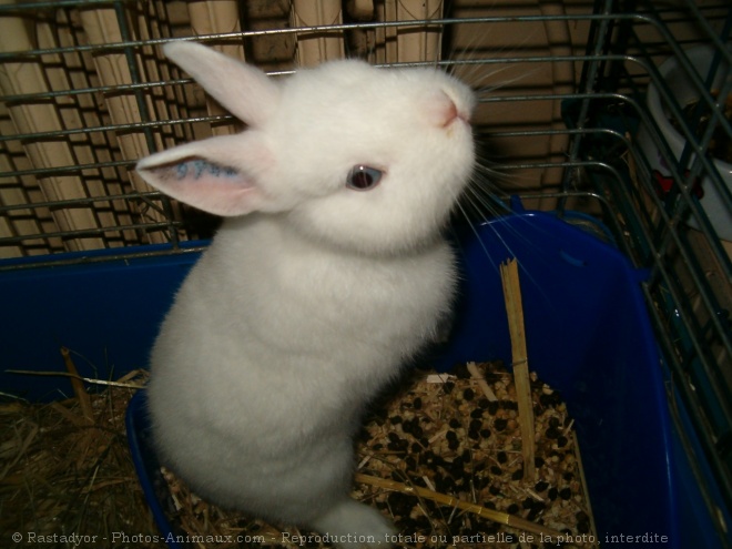 Photo de Lapin