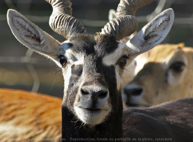 Photo d'Antilope