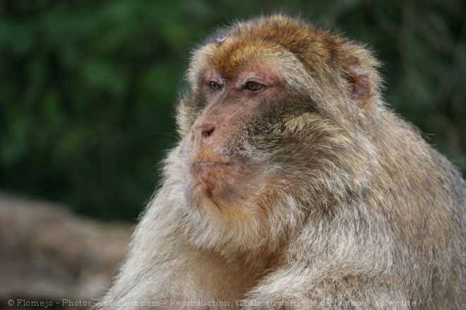 Photo de Singe - macaque